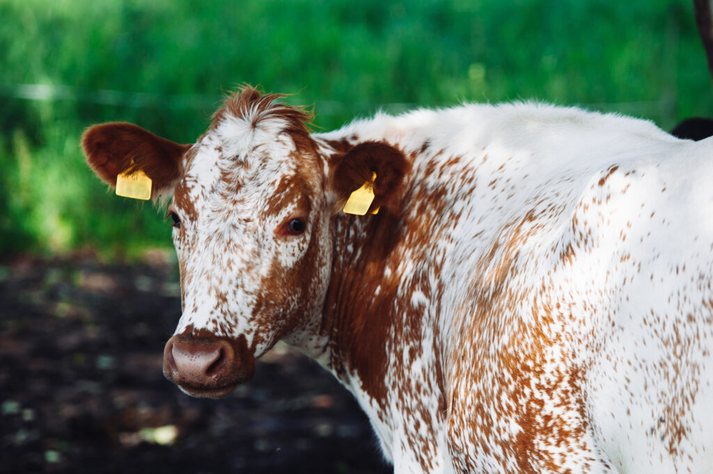 A cow in the pasture