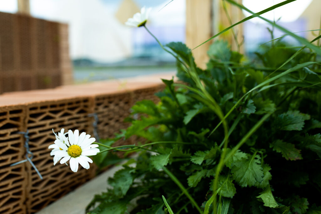daisies in front of recycled bricks